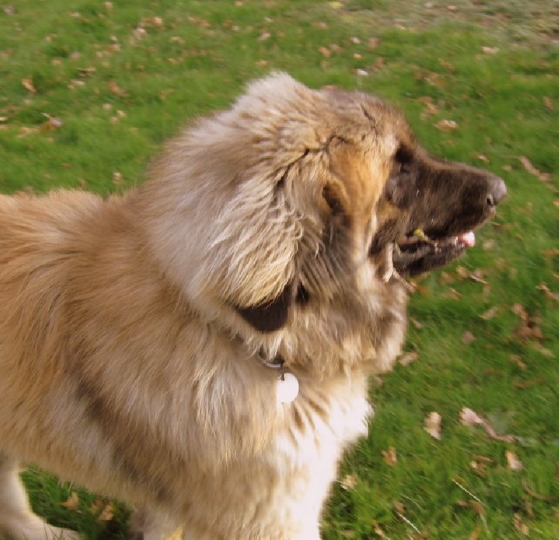 Diesel du moulin pastellier