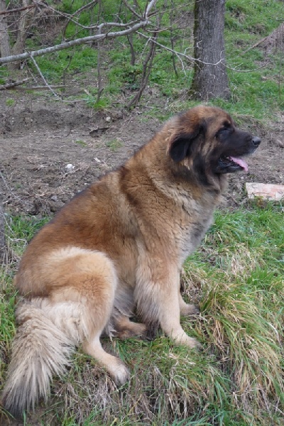 Ausa mayor De L'Ambre Des Pierrières